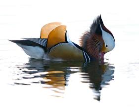 Обои Птицы Утка