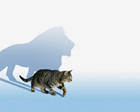 Обои Кошки Цветной фон животное