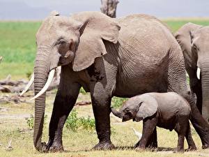 Обои Слоны Животные