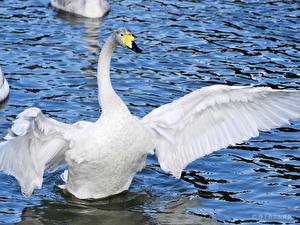 Фотографии Птицы Лебедь Животные