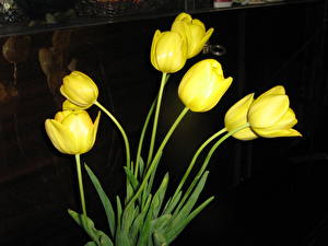 Фотография Тюльпан Желтая Цветы