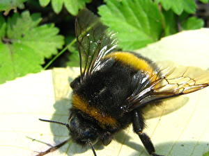 Картинки Насекомое Пчелы