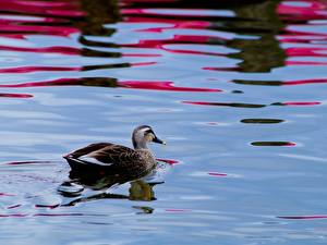 Фотографии Птица Утка животное