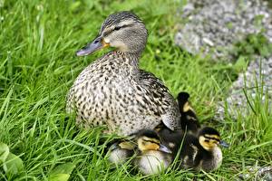 Картинка Птица Утки