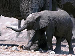 Картинки Слоны Животные