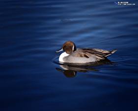 Обои Птицы Утки Животные