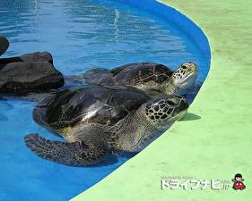Фотографии Черепахи животное