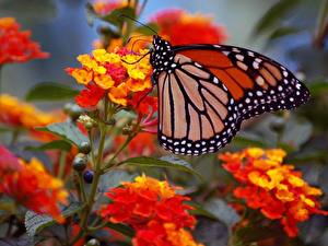 Картинка Насекомые Бабочки Данаида монарх Животные