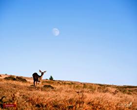 Фотография Олени Животные