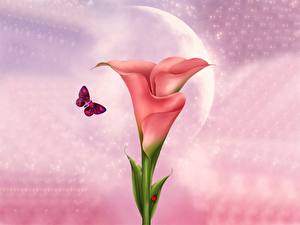 Картинки Каллы