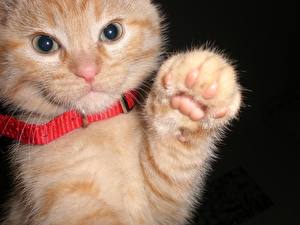 Фото Коты На черном фоне Животные