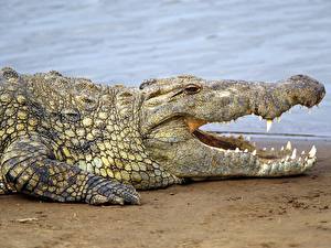 Фотографии Крокодилы животное