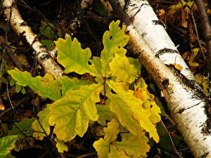 Картинки Крупным планом Дуб Листья Природа