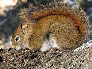 Картинки Грызуны Белки