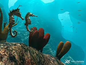 Фотографии Подводный мир Морские коньки Животные