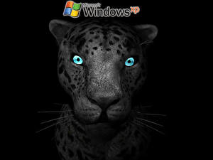 Картинка Windows XP Windows Компьютеры