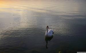 Фотографии Птицы Лебедь