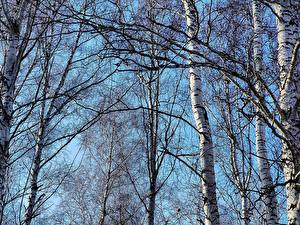 Картинки Береза