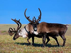 Картинка Олени животное