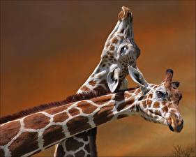 Фото Жирафы Животные