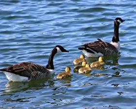 Картинка Птица Утка