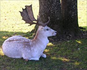 Фото Олени животное