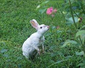 Фото Грызуны Зайцы животное