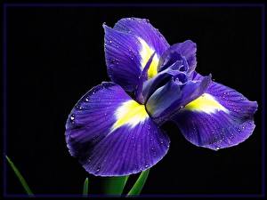 Картинка Ирис Цветы