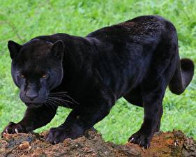Фотографии Большие кошки Пантера Животные