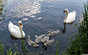 Обои для рабочего стола Птицы Лебедь Животные