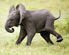 Фотографии Слоны животное