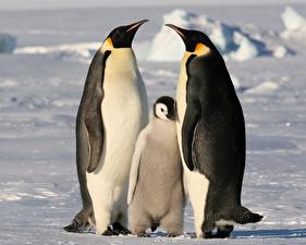 Фотографии Пингвины
