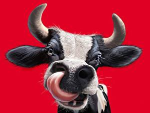 Картинки Корова животное