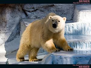 Фото Медведь Полярный животное