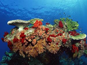 Фотография Подводный мир Кораллы Животные