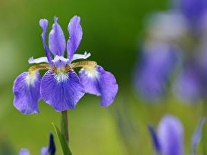 Фото Ирис Цветы