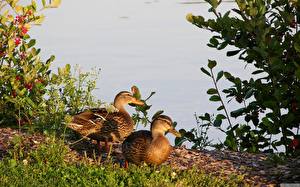 Фотография Птицы Утка