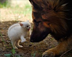 Фотографии Кот Собаки Котят Овчарки животное