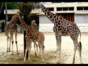 Обои Жираф Животные
