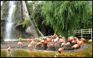 Картинки Птица Фламинго Животные