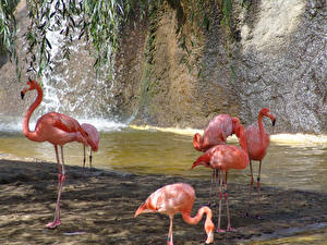 Картинка Птицы Фламинго Животные