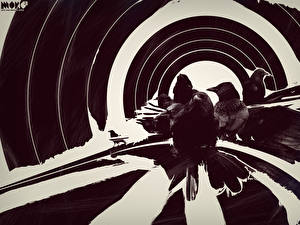 Обои Птицы Ворона Животные