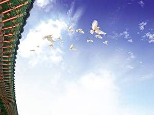 Фотографии Птицы Голубь животное