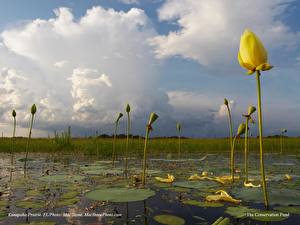 Фотографии Кувшинки Цветы