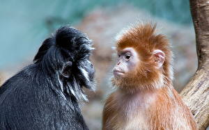 Фотографии Обезьяна