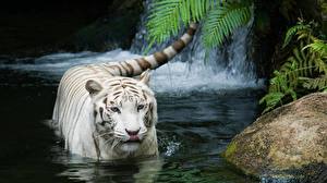 Фото Большие кошки Тигр