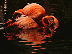 Картинка Птица Фламинго животное
