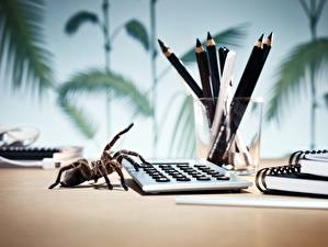 Фотография Насекомое Пауки животное