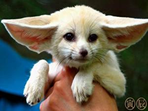 Фотография Лисица Фенек Животные