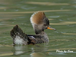 Картинки Птица Утка